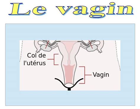 taille d un vagin|Vagin humain — Wikipédia